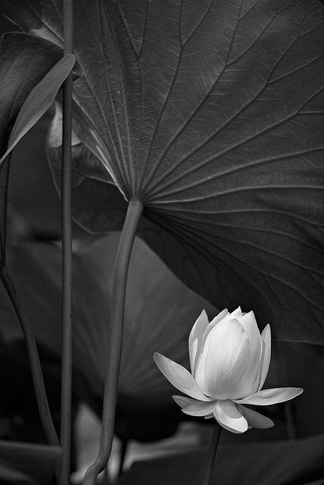 New Bloom, Chickasaw Park Lotus Pond, Louisville, KY USA